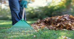 Yard Cleaning